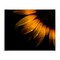 Stupell Industries Water Droplets on Sunflower Canvas, design by Brian Carson Photography